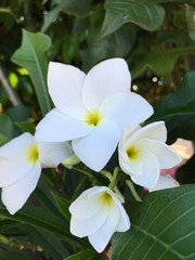 white flowers in garden