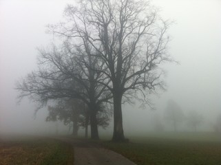 Herbstnebel