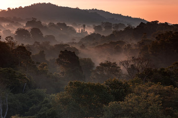 rain Forest at Dawn