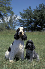 English Cocker Spaniel