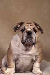 English Bulldog
