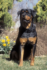Rottweiler