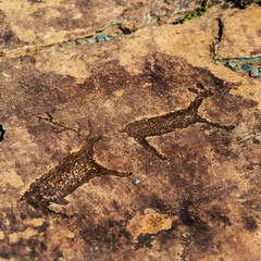 Rock painting. Gorny Altai, Russia