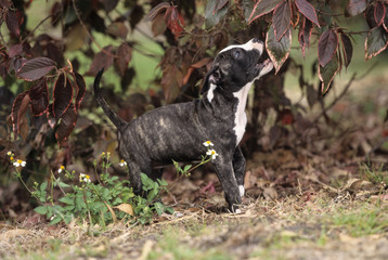 American Staffordshire Terrier