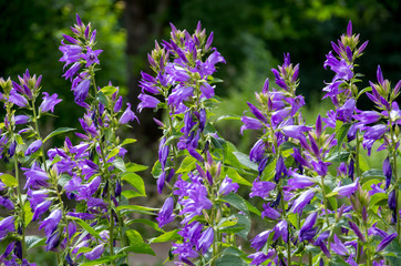 blooming blue flowers on a field close-up