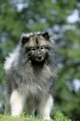 German Spitz Wolf dog