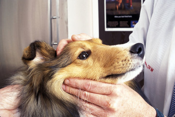 Scotch Collie dog and veterinary