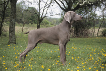 Weimaraner dog in profile