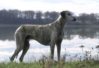 Arabian Greyhound in profile