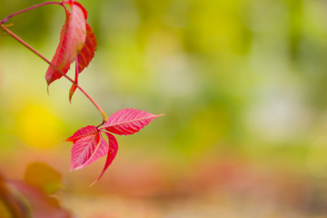 Red leaves of wild grapes on a blurred background. Autumn colored leaves in the sun. Background from multicolored leaves. Copy space