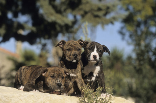 American Staffordshire Terrier puppies