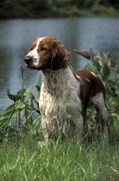 Welsh Springer Spaniel