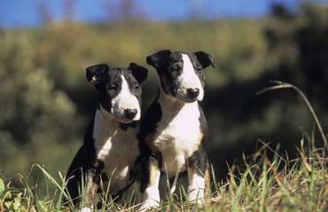 English Bull Terrier