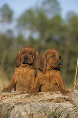 Redbone Coonhound puppies