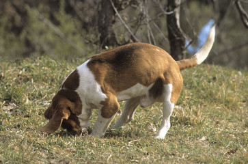 Beagle