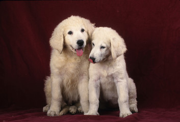 Kuvasz