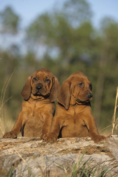 Redbone coonhound sale puppies