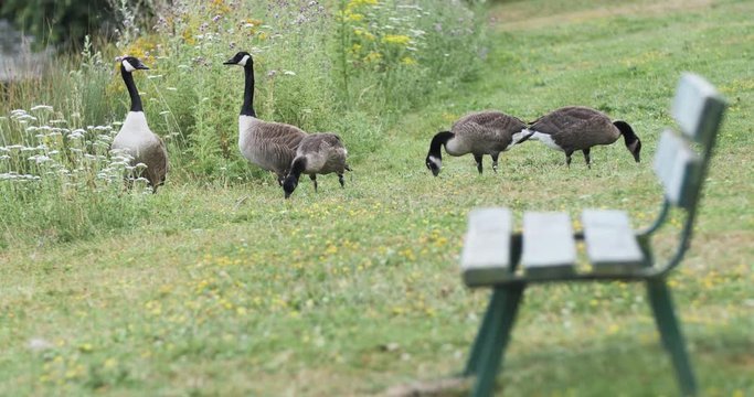 Des oiseaux aquatiques dans un parc