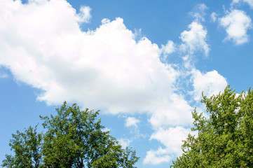 tree and blue sky