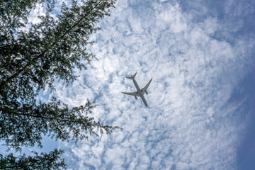 tree branches and plane in the sky