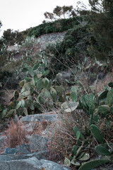 Cactus en la costa de un pueblo de la Costa Brava en Girona