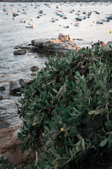 Fototapeta na wymiar Cactus en la costa de un pueblo de la Costa Brava en Girona