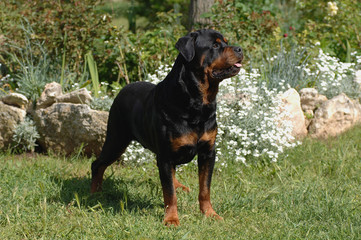 Obraz premium Rottweiler