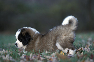 Saint Bernard