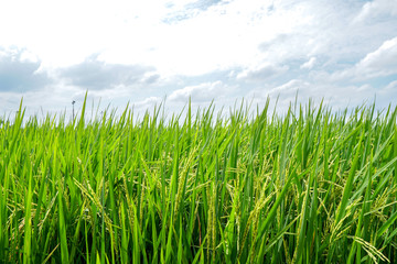 Asian fresh organic Jasmine Rice in the green paddy rice field on beautiful sunlight and blue sky background.Rustic and Countryside.Food,Agriculture,Nature landscape Concept.Copy space for text.  