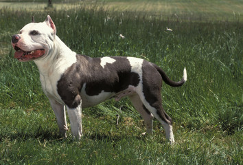 American Staffordshire Terrier