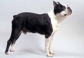 Boston Bull Terrier