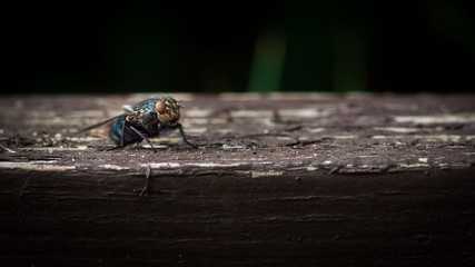 A fly closeup on a wooden surface