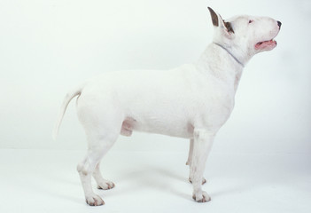 English Bull Terrier