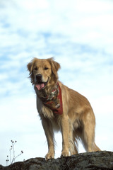 Obraz premium Golden Retriever