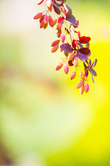 Barberry fruits ripening on the branch. Branch with red leaves on a blurred background. Colorful leaves on barberry bush. Autumn pattern. Copy space