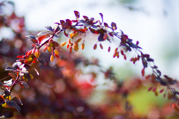 Barberry fruits ripening on the branch. Branch with red leaves on a blurred background. Colorful leaves on barberry bush. Autumn pattern. Copy space