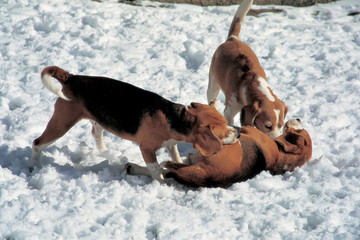 Beagle