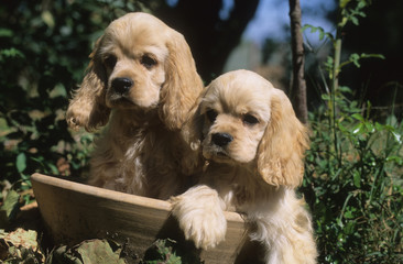 American Cocker Spaniel