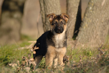 Naklejka premium German Shepherd