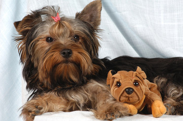 Yorkshire Terrier