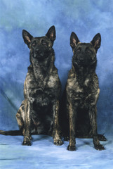 Dutch Shepherd