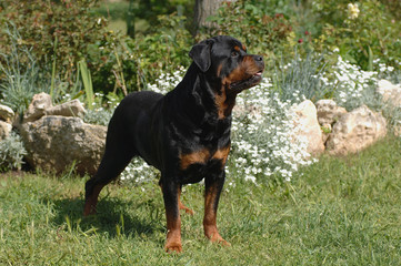 Rottweiler