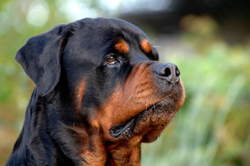 Rottweiler