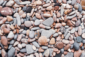 Multicolored colorful sea pebbles with shell, natural background, texture.Close-up texture of colorful sea pebble with shell . Small Rock. Sea background