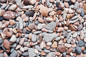 Multicolored colorful sea pebbles with shell, natural background, texture.Close-up texture of colorful sea pebble with shell . Small Rock. Sea background