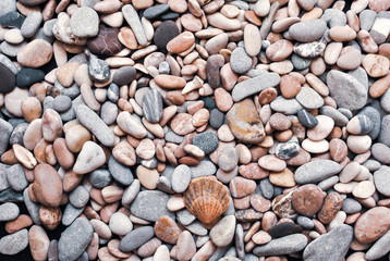 Multicolored colorful sea pebbles with shell, natural background, texture.Close-up texture of colorful sea pebble with shell . Small Rock. Sea background