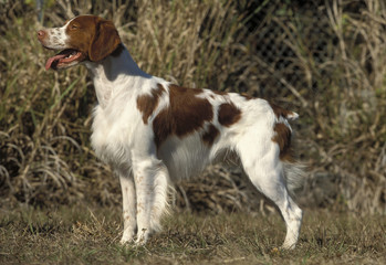 Brittany Spaniel