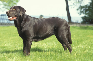 Labrador Retriever