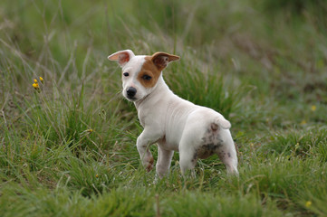 Jack Russell Terrier