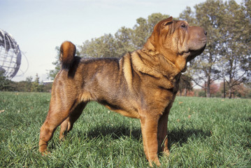 Shar Pei